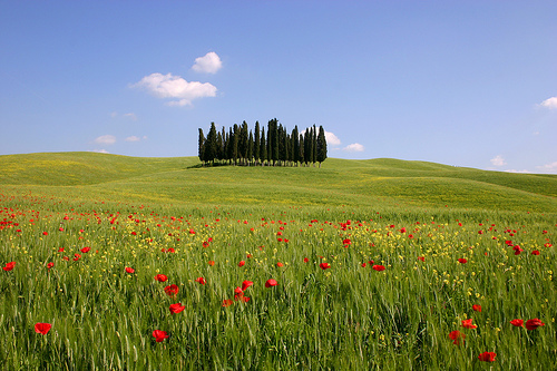 Tuscany cypress