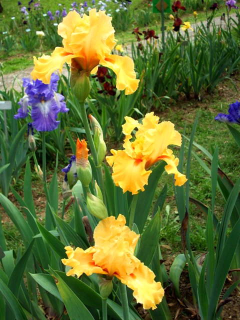 Florence Iris