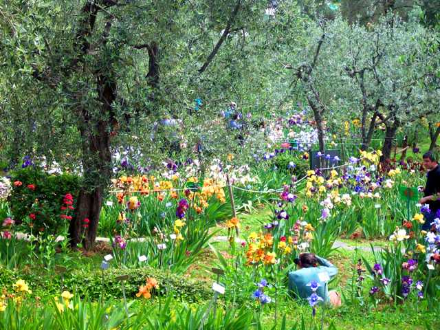 Florence Iris Garden