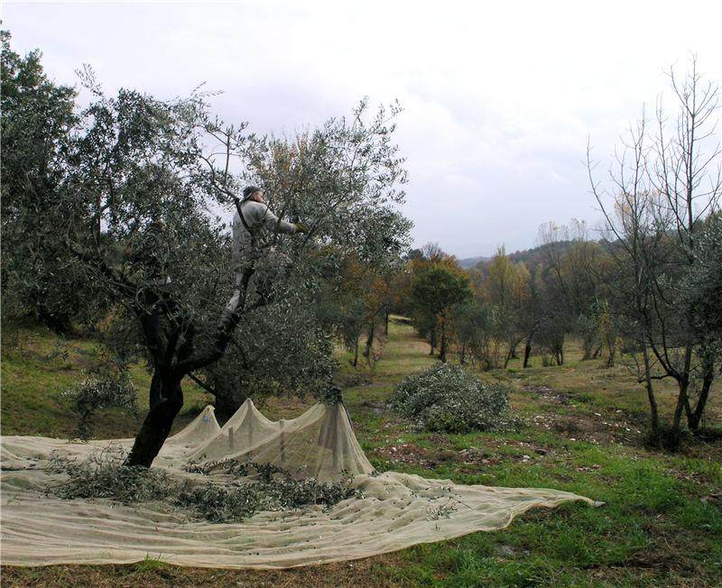 olive harvest