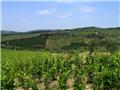 Chianti region