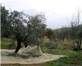 olive harvest