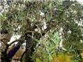 Olive Harvest Tuscany