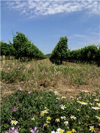 grapes and olives harvest